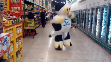 Dancing Cow.
