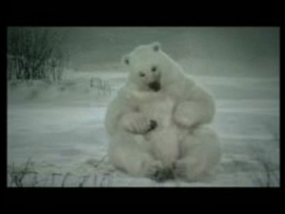 Canadian Polar Bear