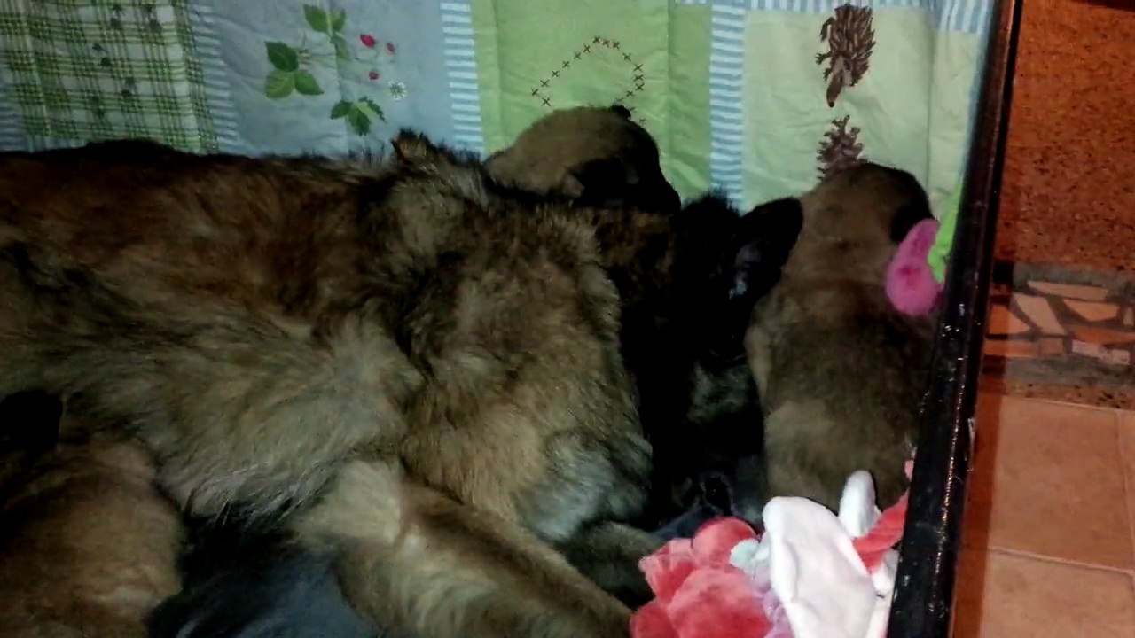 litters Ever x  Forza 3 weeks (2)