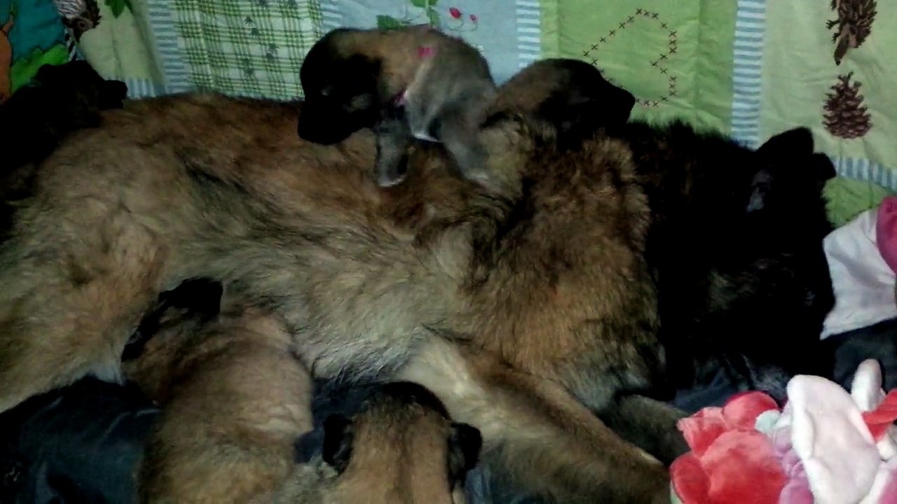 Litters Ever x Forza 3 weeks (1)