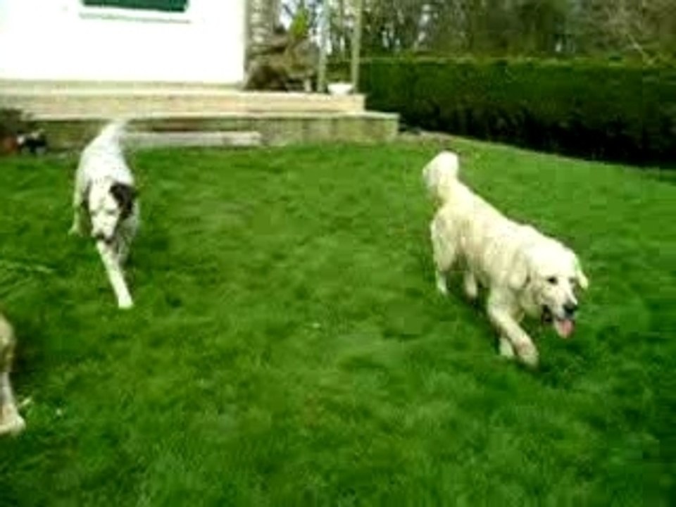 golden retriever et setter
