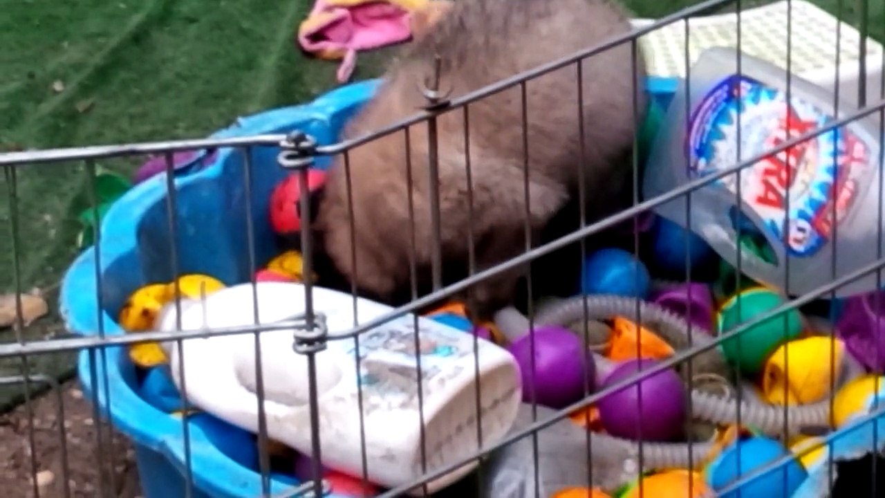 Jupiter  et la pisine à balles ( Dwen x Enola) 1mois