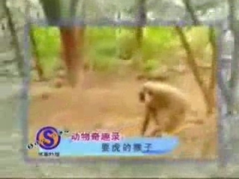 Ape vs Tiger