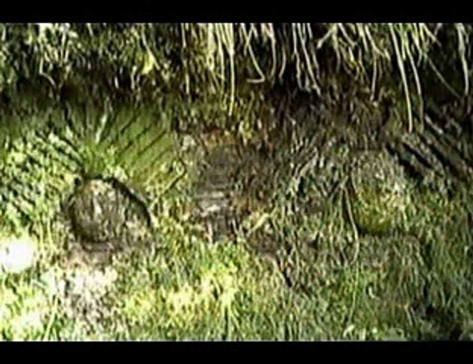 GRAN PAJATÉN TEDY HIDALGO JUANJUI 2012