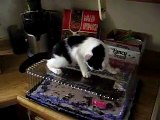 Cat really wants the cake | Funny Videos