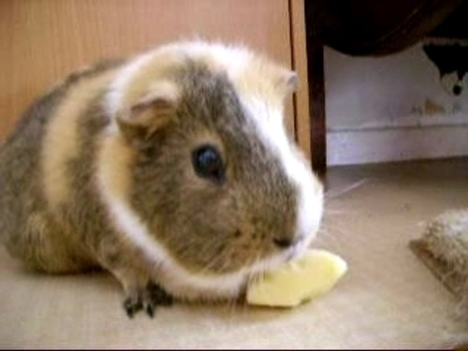 Pichu et sa pomme