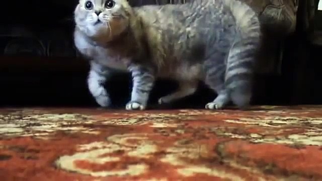 Angry talking cat - Злой кот разговаривает