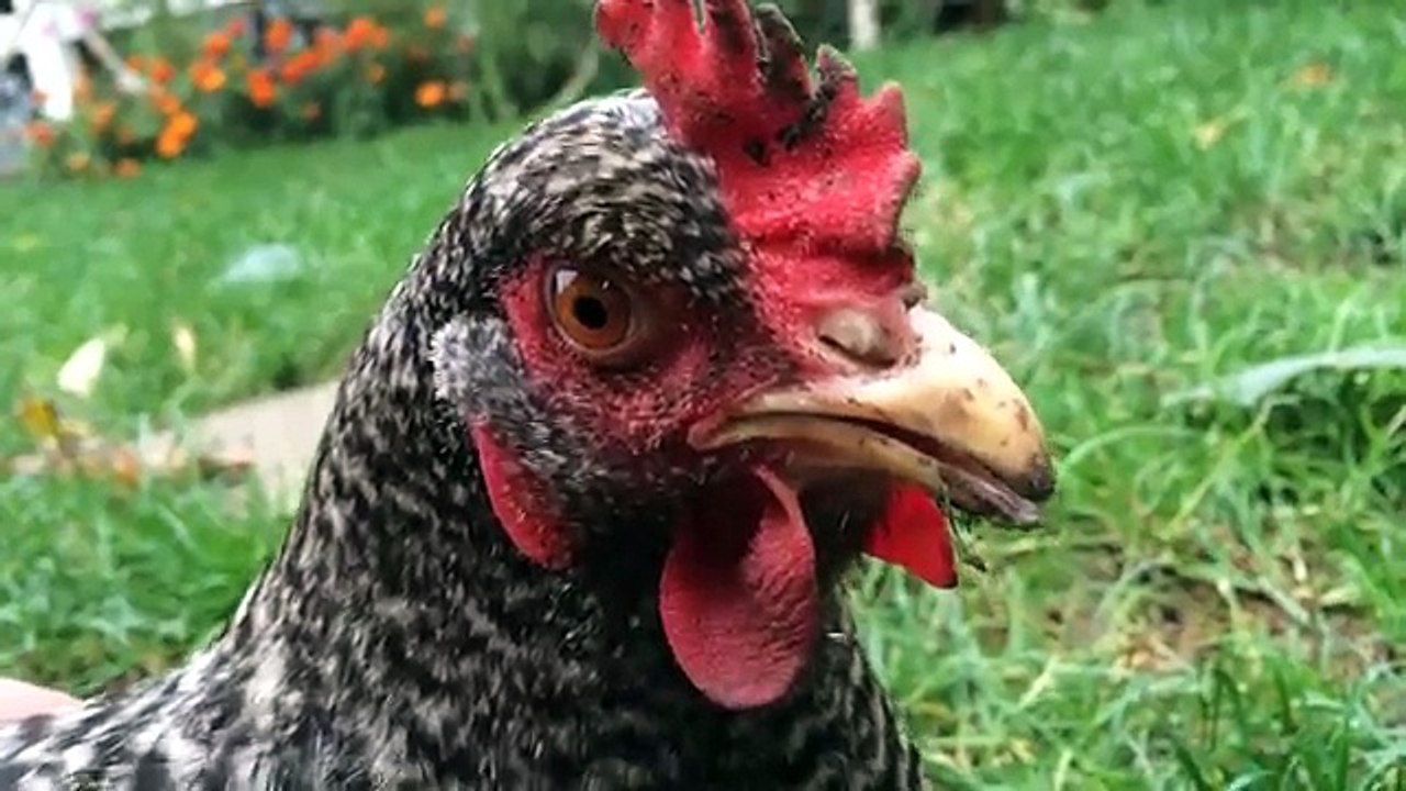 iPhone 5S Video Camera Quality Test - 1080P HD & 120FPS Slow Motion