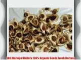 500 Moringa Oleifera 100% Organic Seeds Fresh Harvest