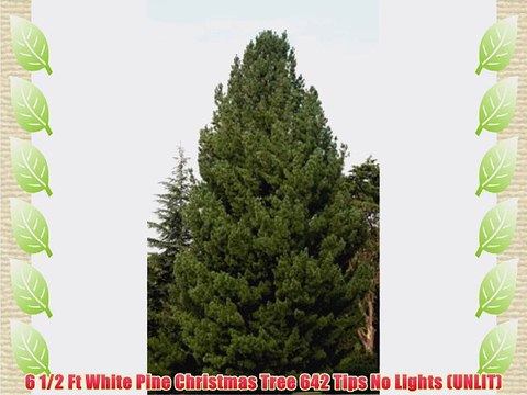 6 1/2 Ft White Pine Christmas Tree 642 Tips No Lights (UNLIT)