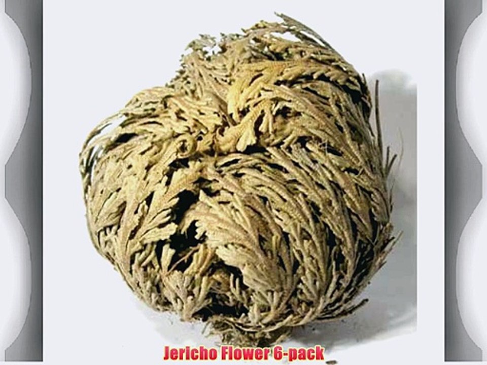 Jericho Flower 6-pack