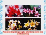 Hawaiian Plumeria Plant Cuttings Mixed Colors ~ Grow Hawaii (Pack of 24)