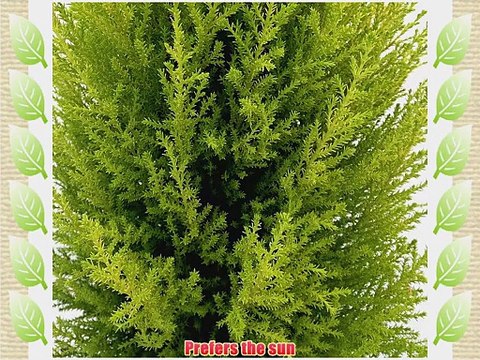 'Lemon Scented Goldcrest' Poodle Cypress Tree - 6 Pot/Decorative Pot Cover
