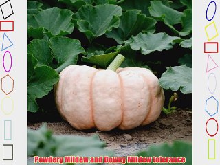 NE Seed Porcelain Doll F1 Hybrid Pink Pumpkin Seeds 1000 Seeds