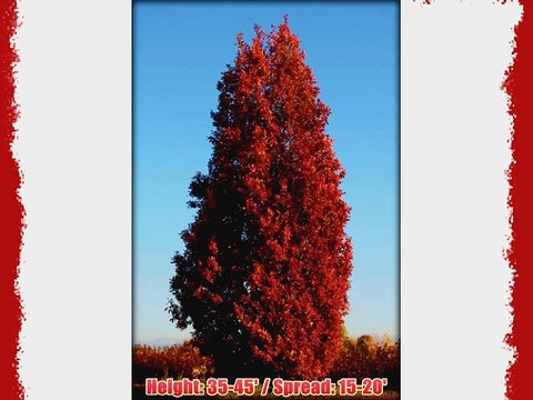 Oak Crimson Spire: Well Established: Container Size: #5