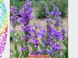 Outsidepride Rocky Mountain Penstemon Seed - 1 LB