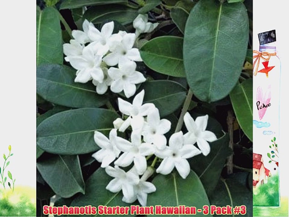 Stephanotis Starter Plant Hawaiian - 3 Pack #3
