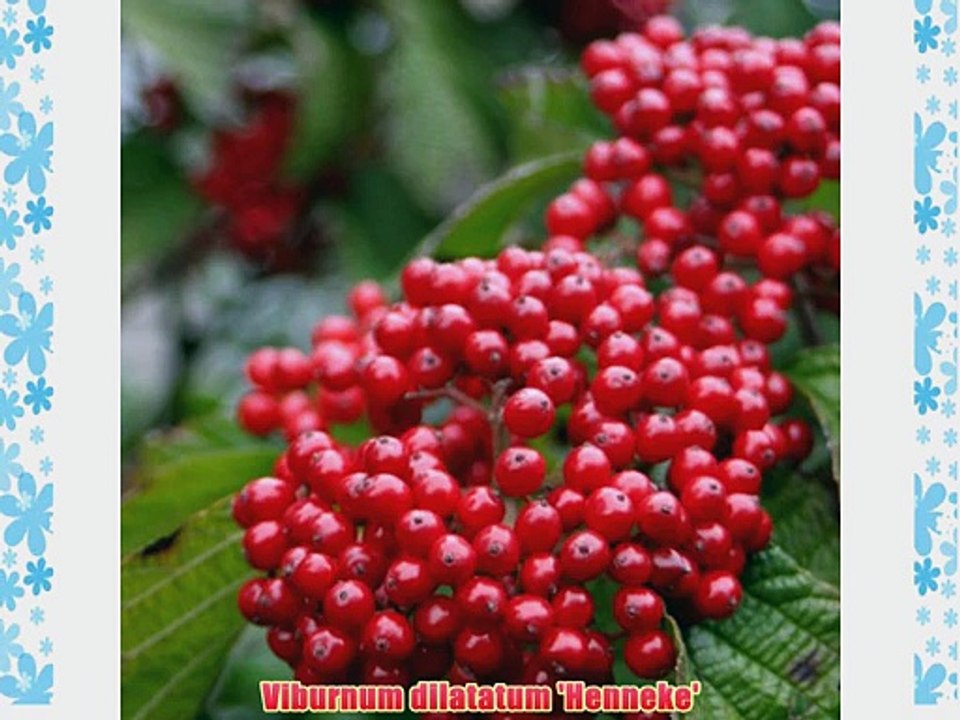Viburnum Cardinal Candy: Well Established: Container Size: #3