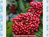 Viburnum Cardinal Candy: Well Established: Container Size: #3