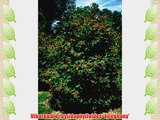 Viburnum Alleghany: Well Established: Container Size: #2