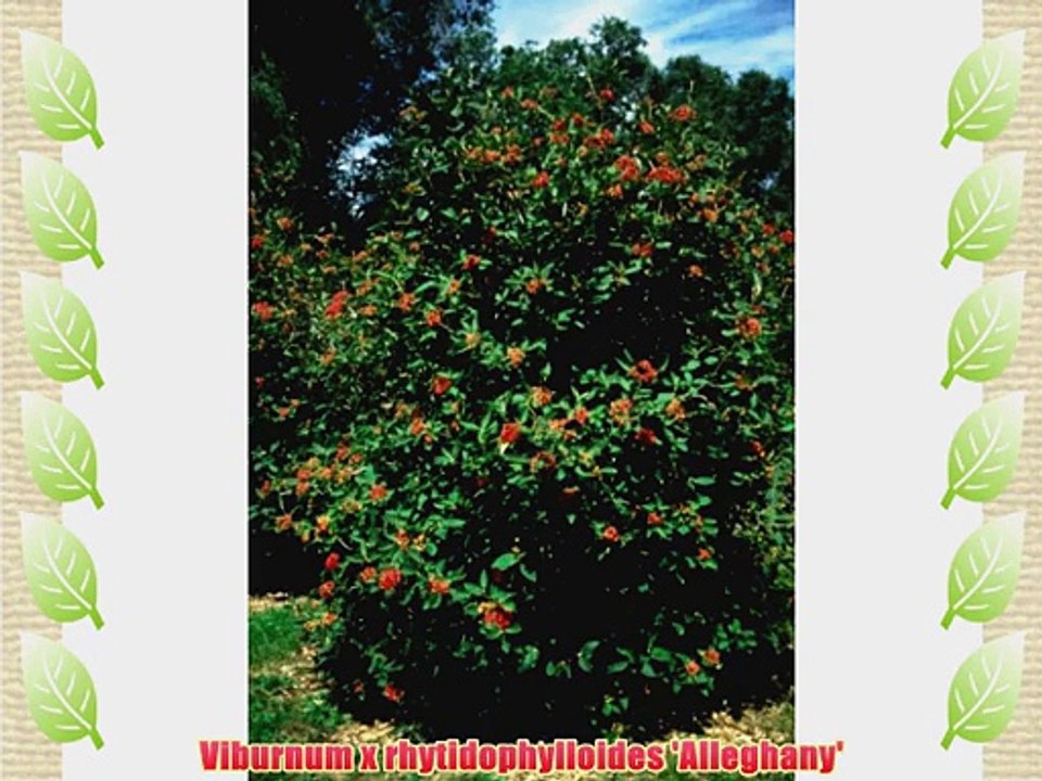 Viburnum Alleghany: Well Established: Container Size: #2