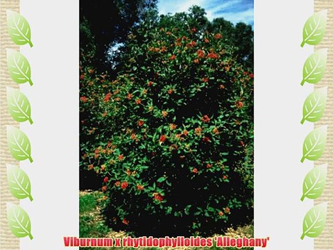 Viburnum Alleghany: Well Established: Container Size: #2
