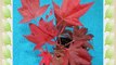 Wetumpka Red Japanese Maple - 1 Year Graft