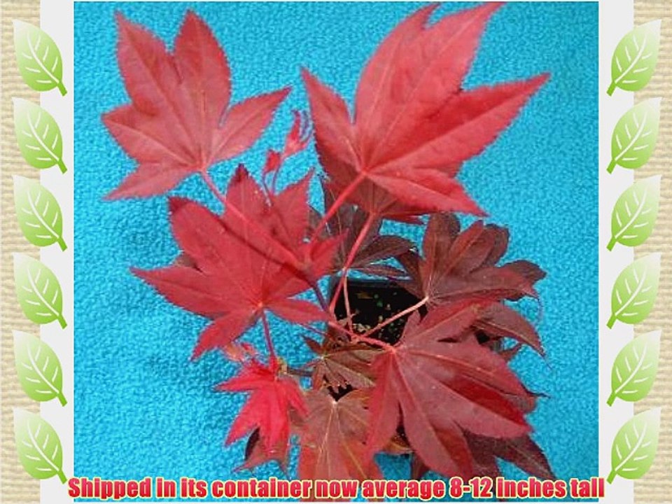 Wetumpka Red Japanese Maple - 1 Year Graft