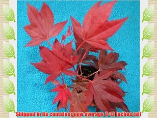 Wetumpka Red Japanese Maple - 1 Year Graft