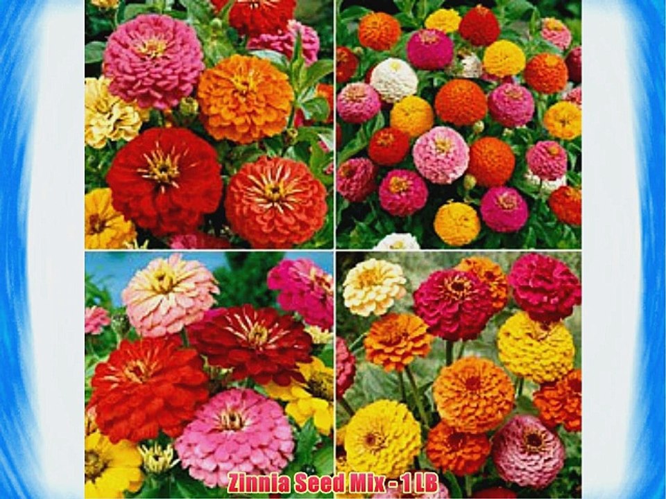 Zinnia Seed Mix - 1 LB