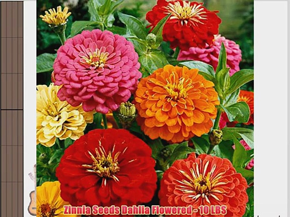 Zinnia Seeds Dahlia Flowered - 10 LBS
