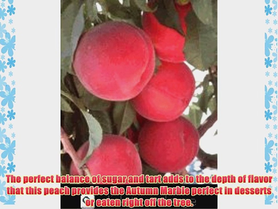 Autumn Marble Freestone Peach Tree in Soil--12 Inch Container Shipment Available Year Round