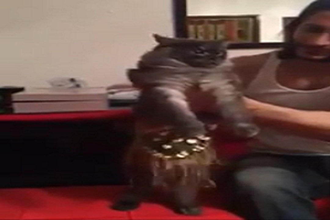 danse orientale de chat MDr