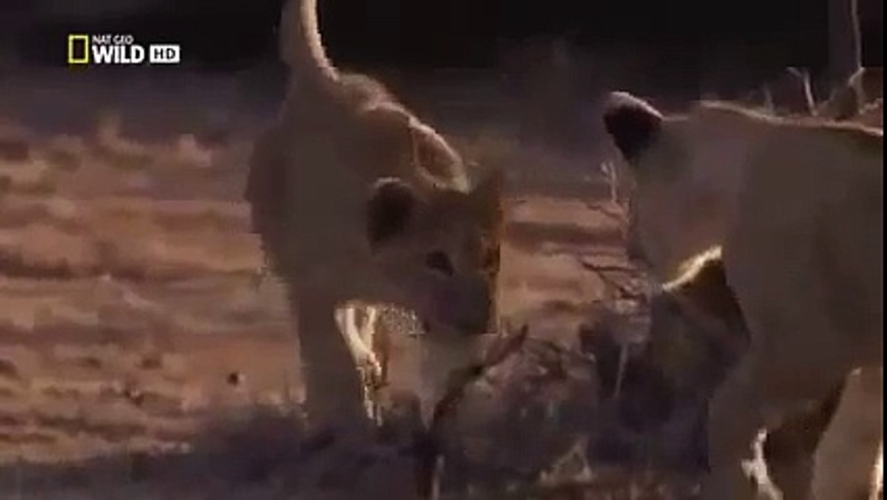 Lions Documentary: LIONS EAT MEN-Spirit Lions Sent to Kill People - Super SPECIAL NAT GEO