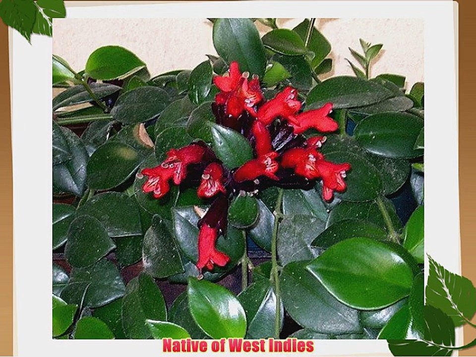 Mona Lisa Lipstick Plant 6 Hanging Pot - Aeschynanthus