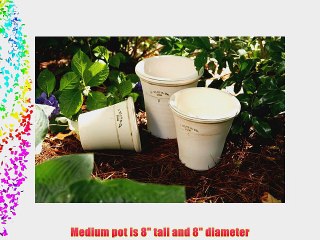 White Clay  English Pots (set of 3)