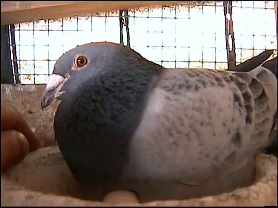 HODOWLA KULBACKI, DE KLAK VERBART , Oryginały