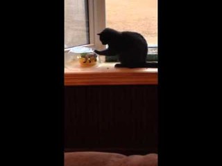 Sailor the Cat Craves Her Grass