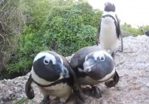 Curious Penguins Aren't Camera Shy