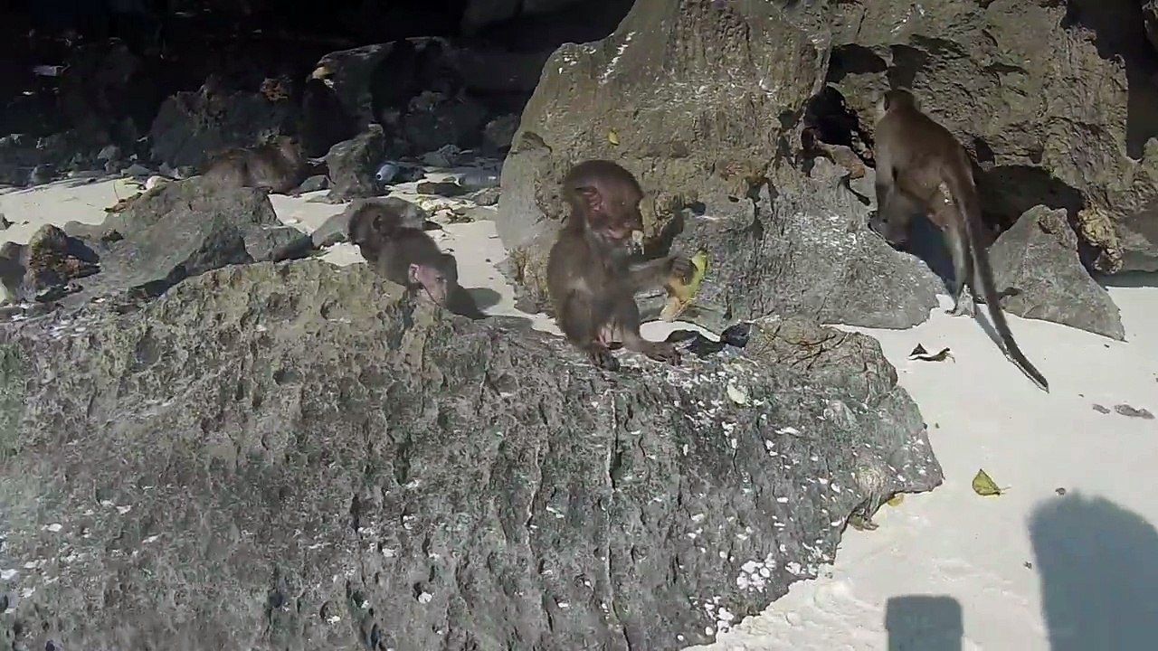 Cheeky Monkey Grabs Tourist's GoPro