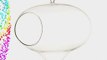 6 Pcs of Teardrop / Turnip Shape Glass hanging Terrarium / Candle holder by WGV Intl.