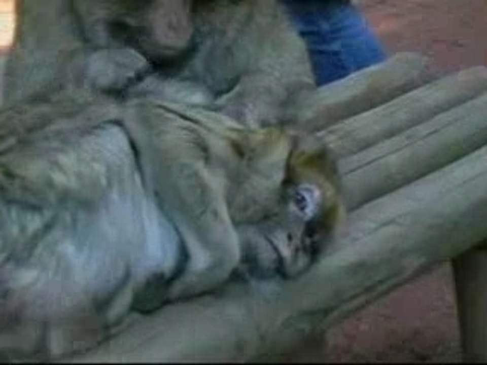 Montagne des Singes en Alsace