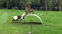 Funny videos animal 2015 - Goats entertainment, Play funny - YouTube