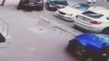 Кот псих напал на собаку и женщину