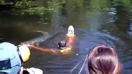 Amazing Alligator Whisperer In Action