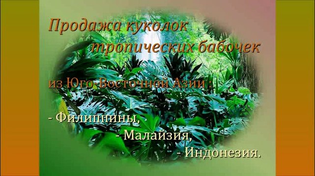 Продажа куколок бабочек