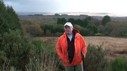 Bécasse dans les monts d'Arrée