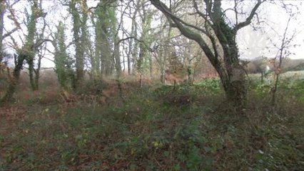 Chasse du lapin de garenne avec Yvon Léon