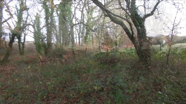 Chasse du lapin de garenne avec Yvon Léon