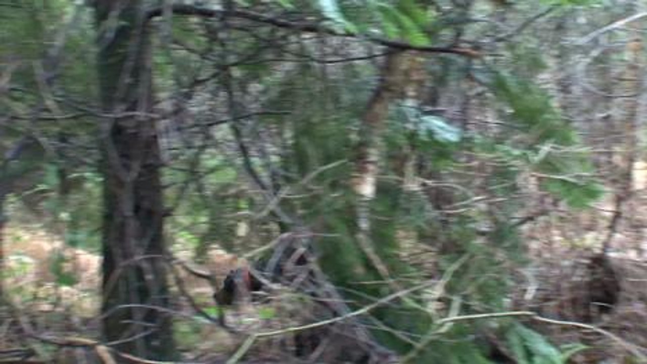 Field trial de Calac sur bécasse